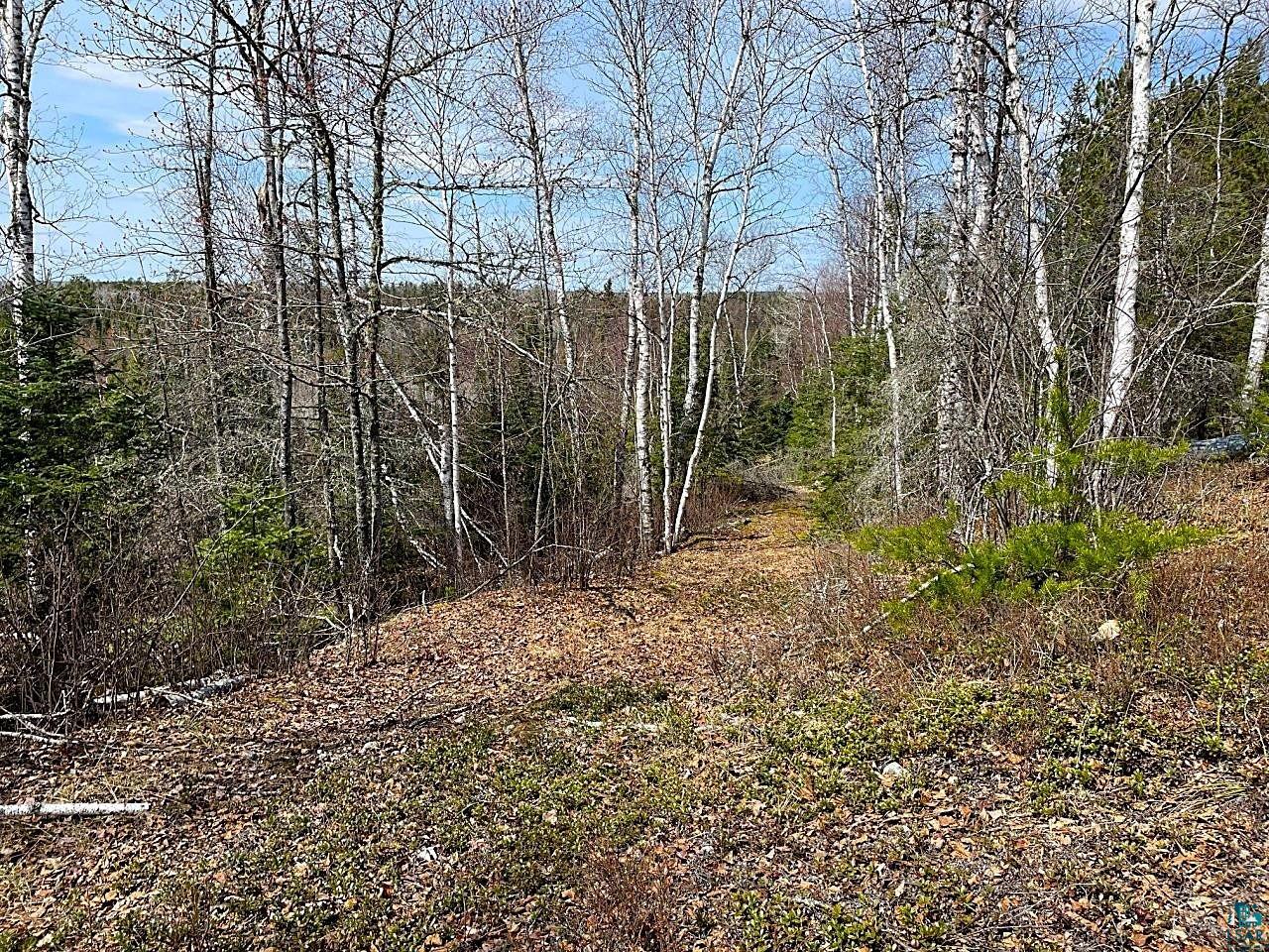 1480 Maijala Road Ely, MN 55731 - Photo 5 of 58 Wooded acreage featuring mixed deciduous and pine trees
