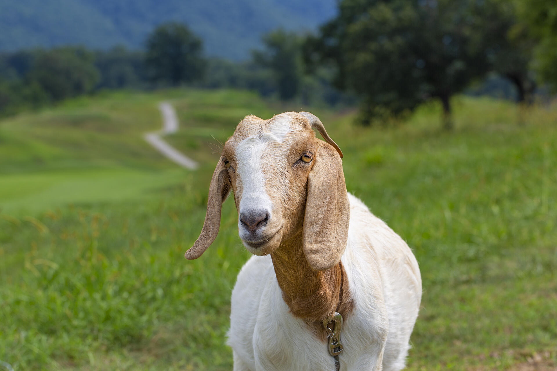3592 Ballyhack Trail Roanoke, VA 24014 - Photo 60 of 61 a bird view of a lake