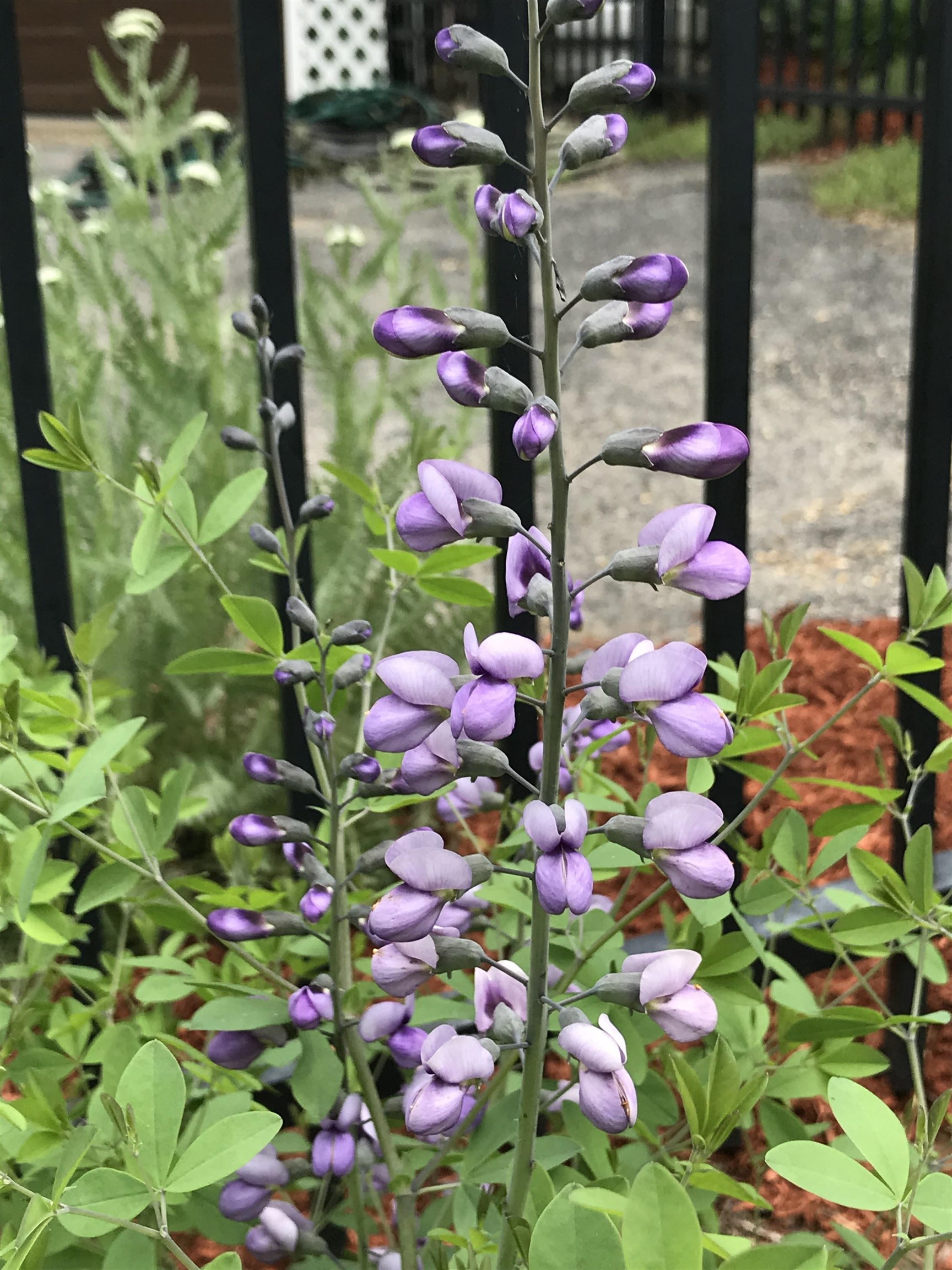 147 Ham Woods Road Alton, NH 03809 - Photo 49 of 60