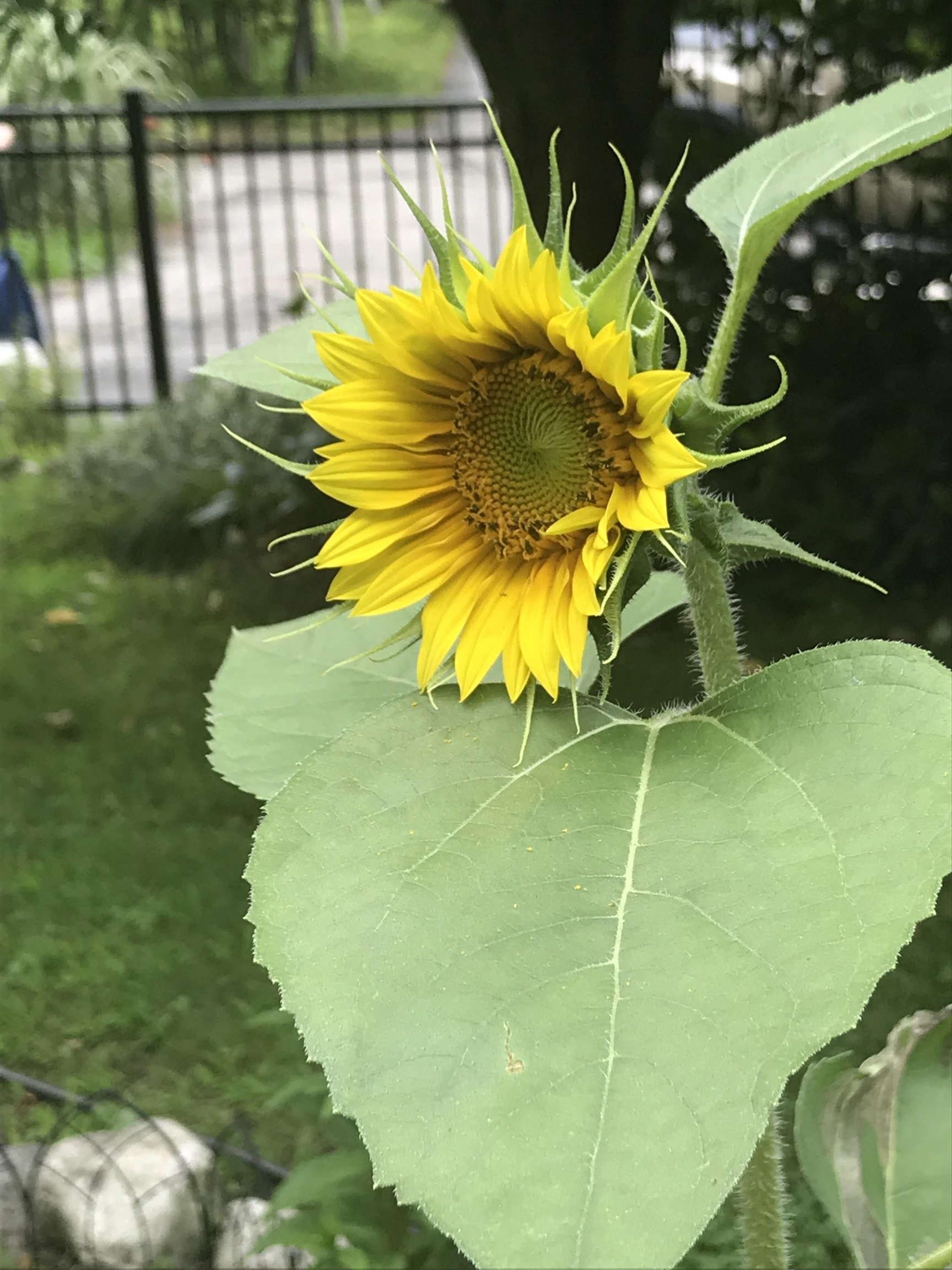 147 Ham Woods Road Alton, NH 03809 - Photo 51 of 60