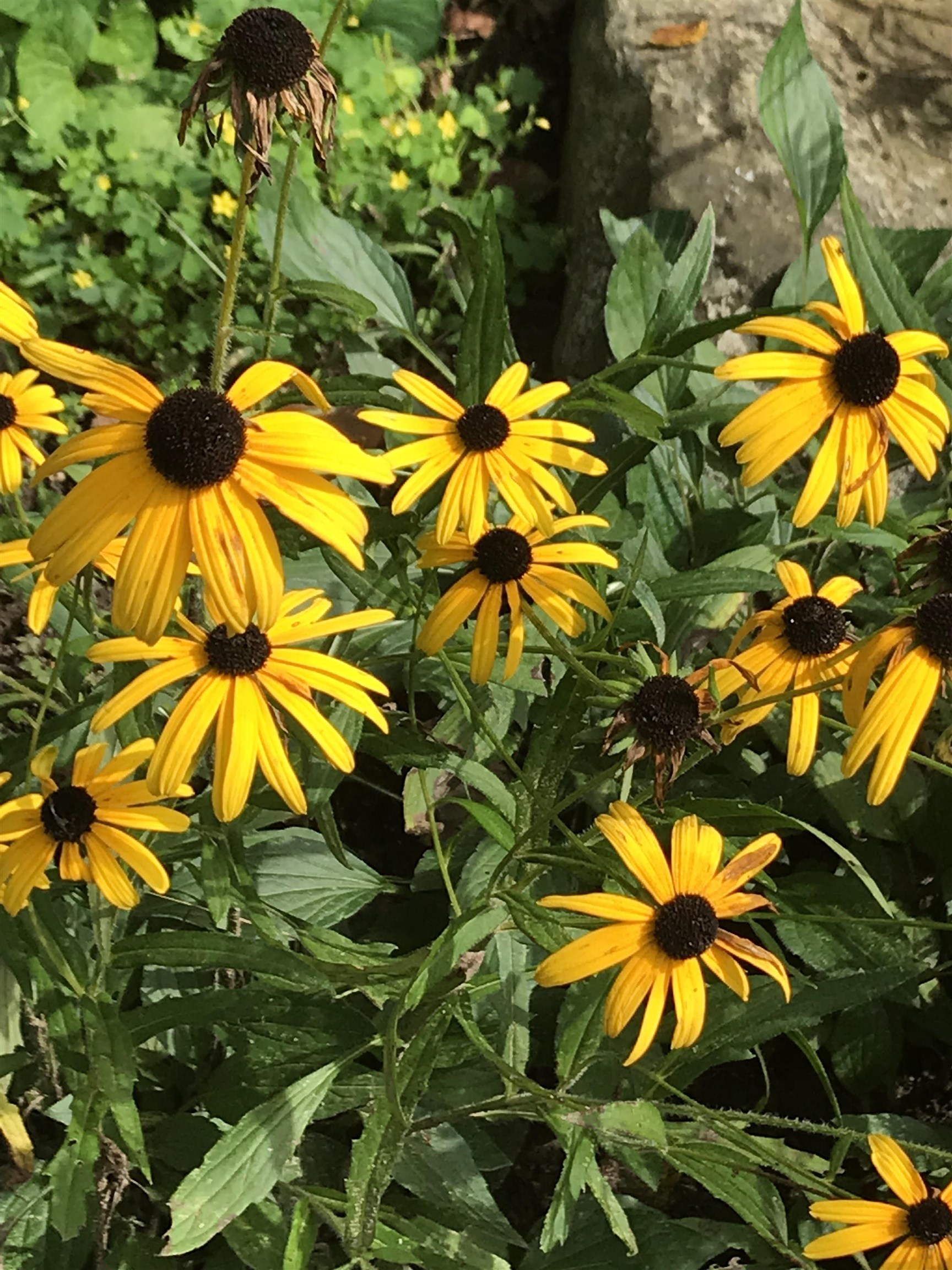 147 Ham Woods Road Alton, NH 03809 - Photo 54 of 60