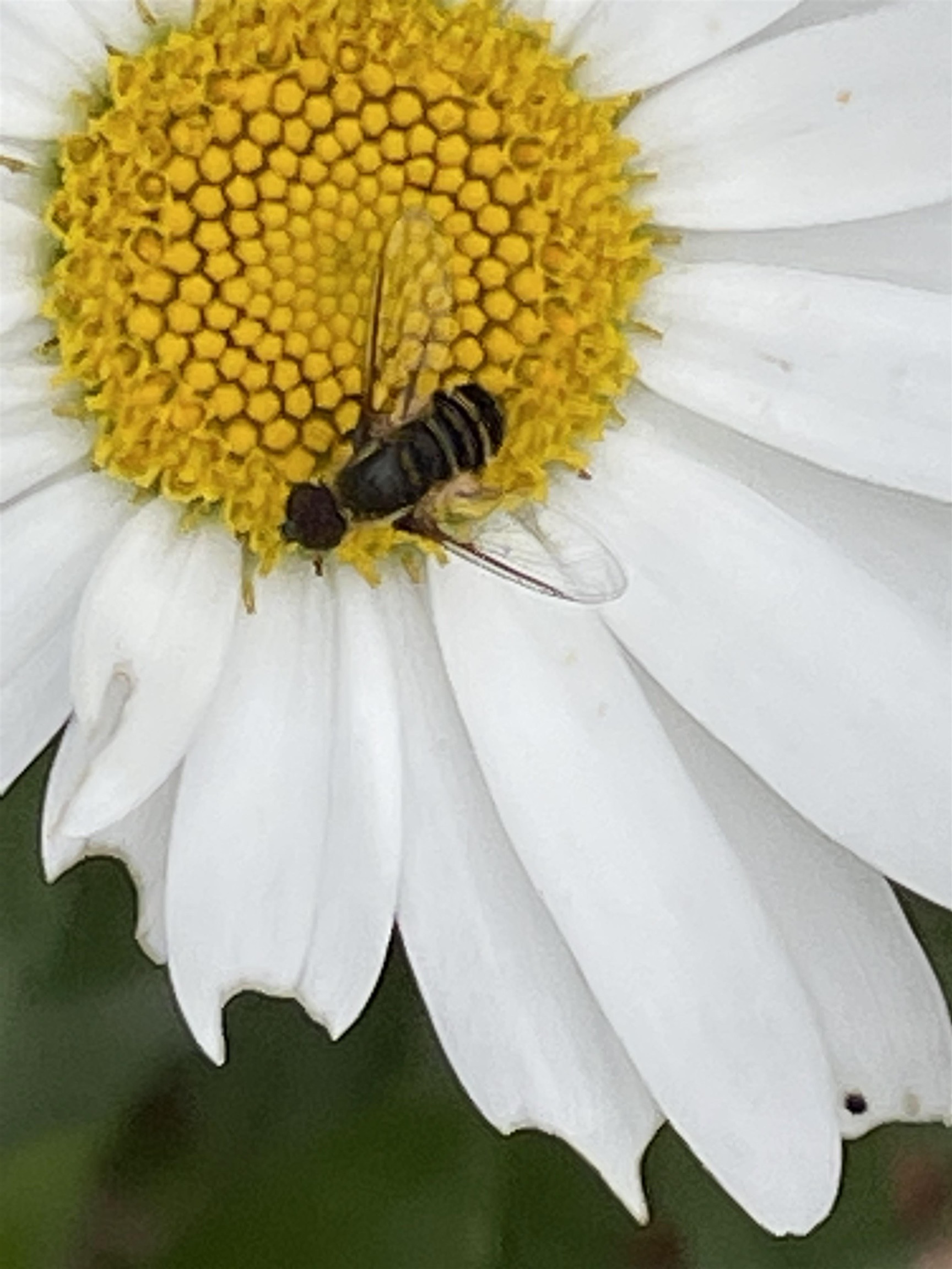 147 Ham Woods Road Alton, NH 03809 - Photo 56 of 60