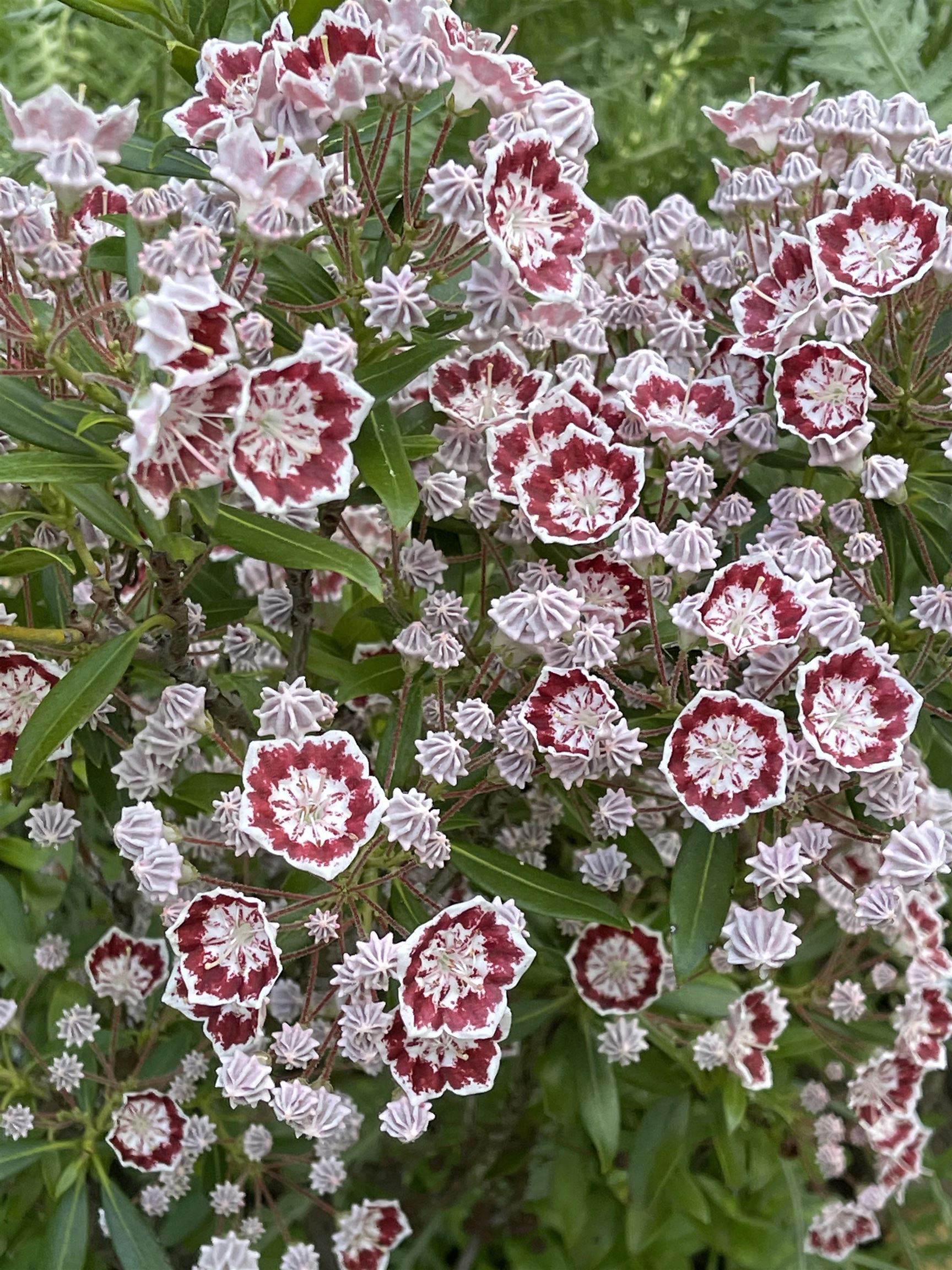 147 Ham Woods Road Alton, NH 03809 - Photo 57 of 60