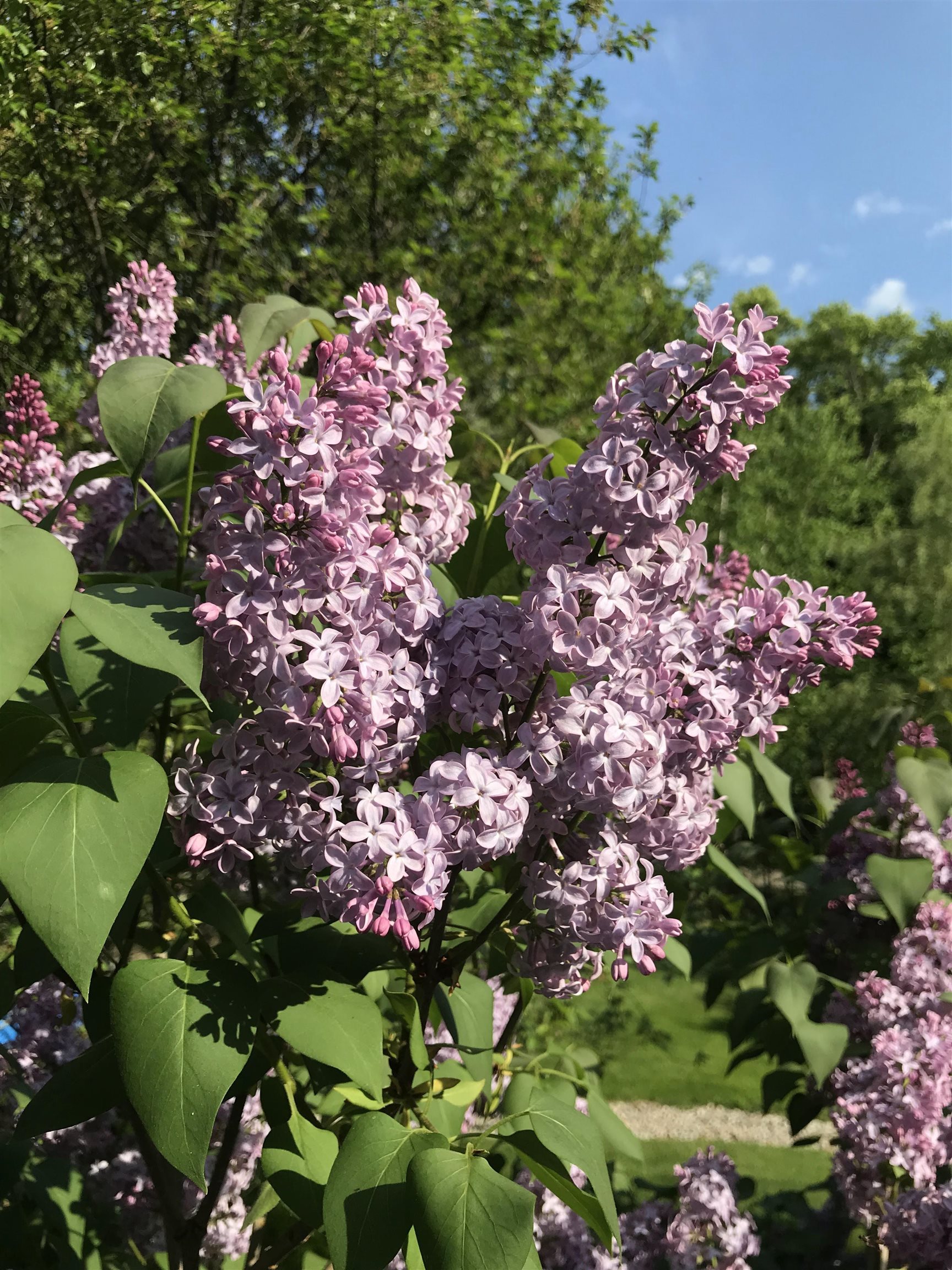 147 Ham Woods Road Alton, NH 03809 - Photo 58 of 60