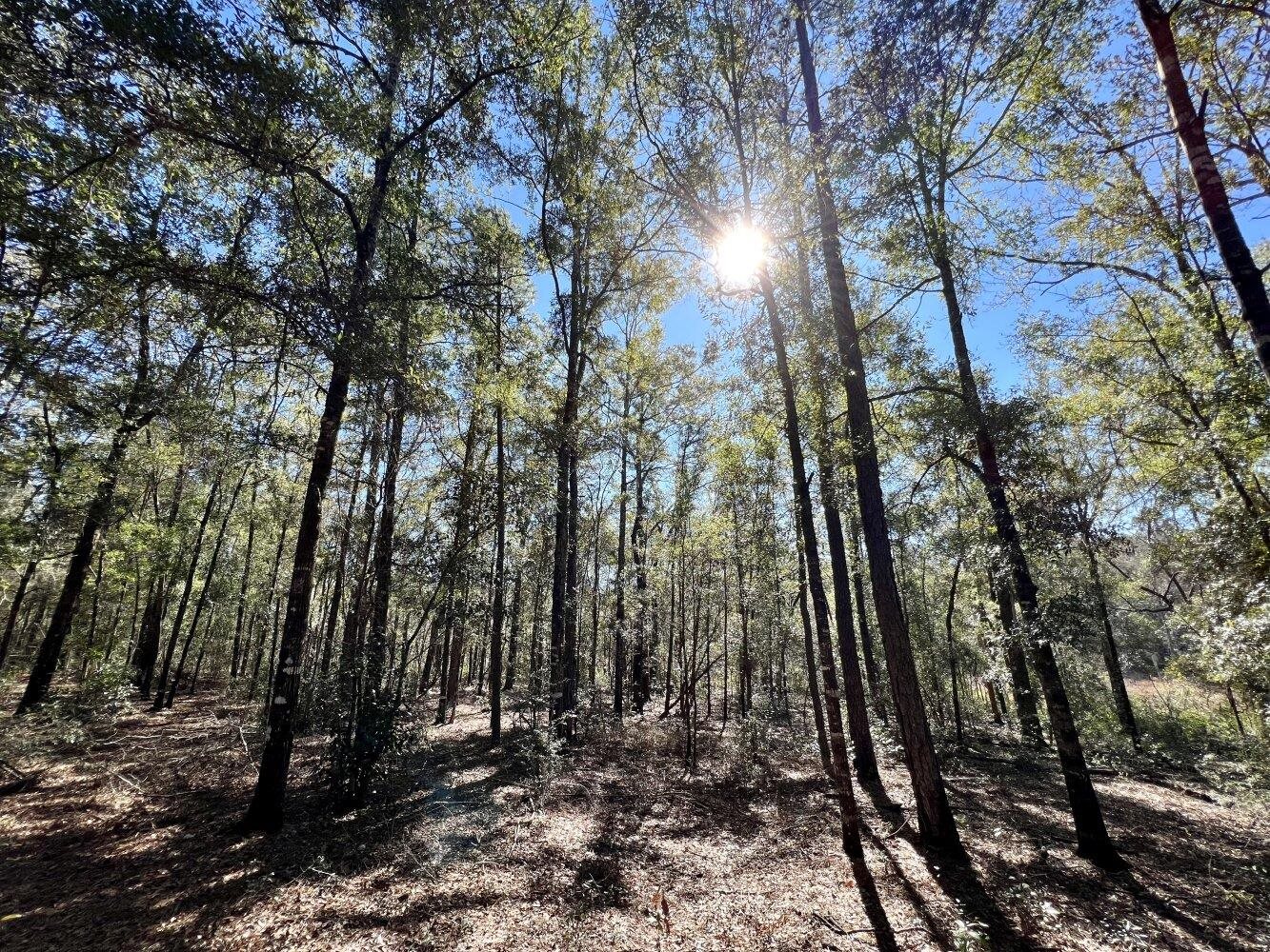 0 Dixon Road Bay Minette, AL 36507 - Photo 49 of 50