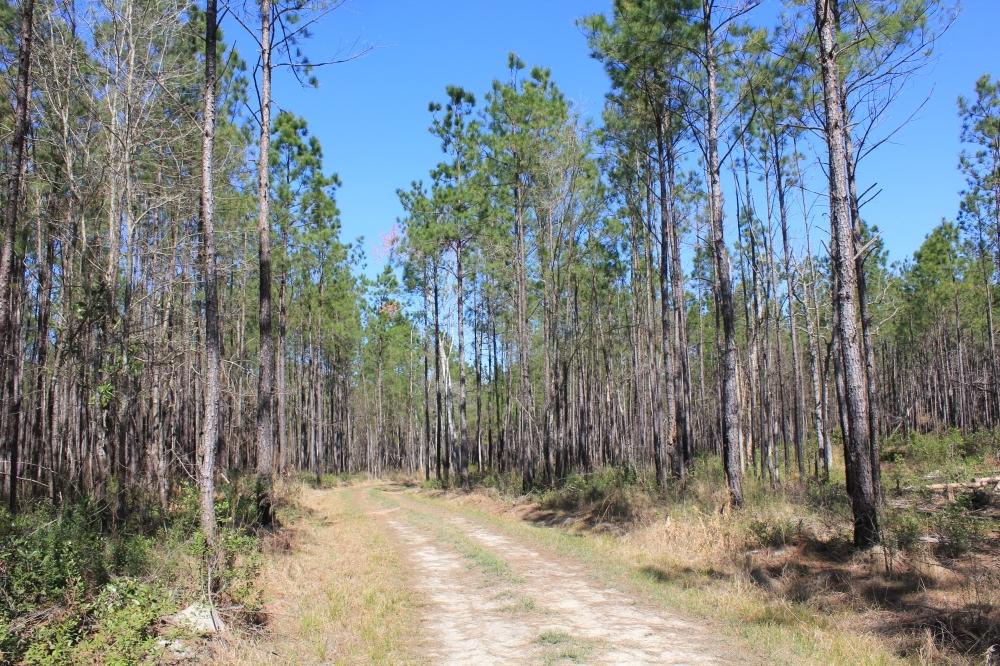 1782 Tiger Corner Road Jamestown, SC 29453 - Photo 14 of 16 14