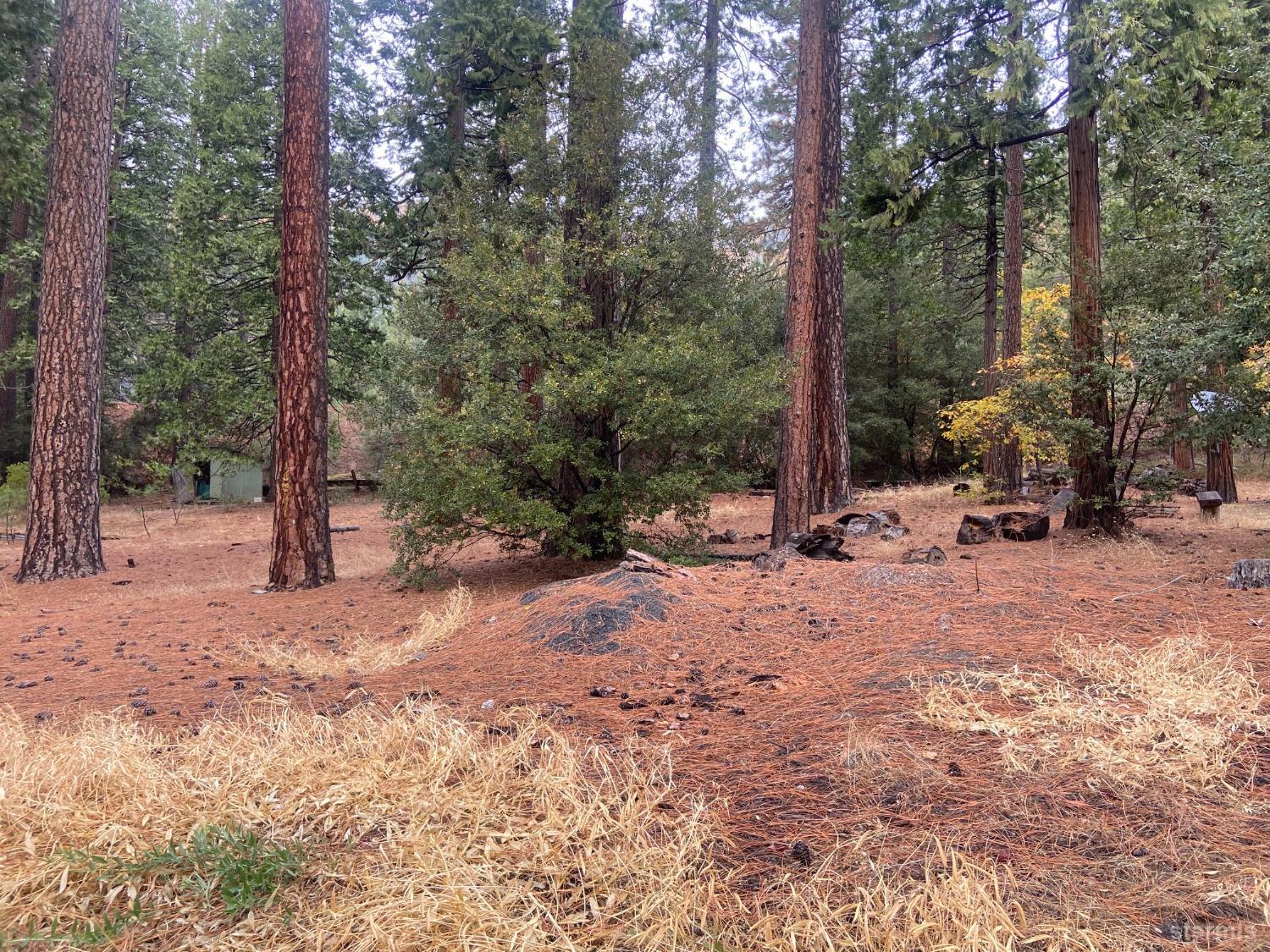 0 Pickwick Street Kyburz, CA 95720 - Photo 4 of 8 a view of outdoor space with trees