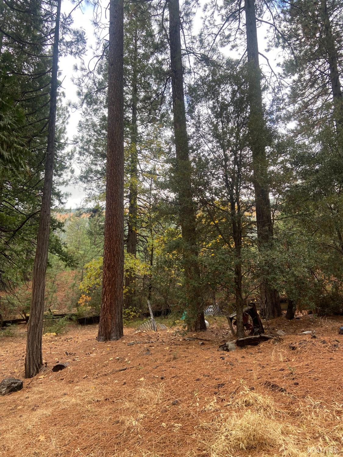 0 Pickwick Street Kyburz, CA 95720 - Photo 5 of 8 a view of a field with trees in the background