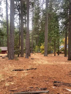 a tall tree is sitting in middle of the forest