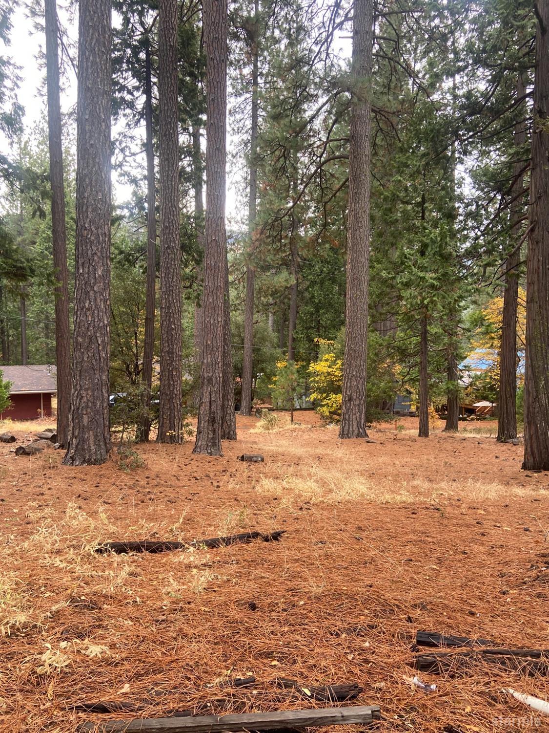 0 Pickwick Street Kyburz, CA 95720 - Photo 8 of 8 a tall tree is sitting in middle of the forest