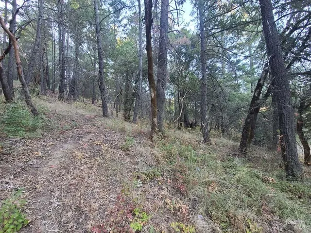 a view of a forest with trees in the background
