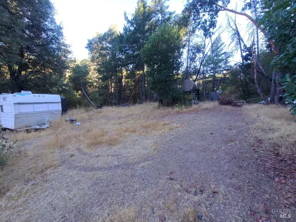 a view of a forest with trees in the background