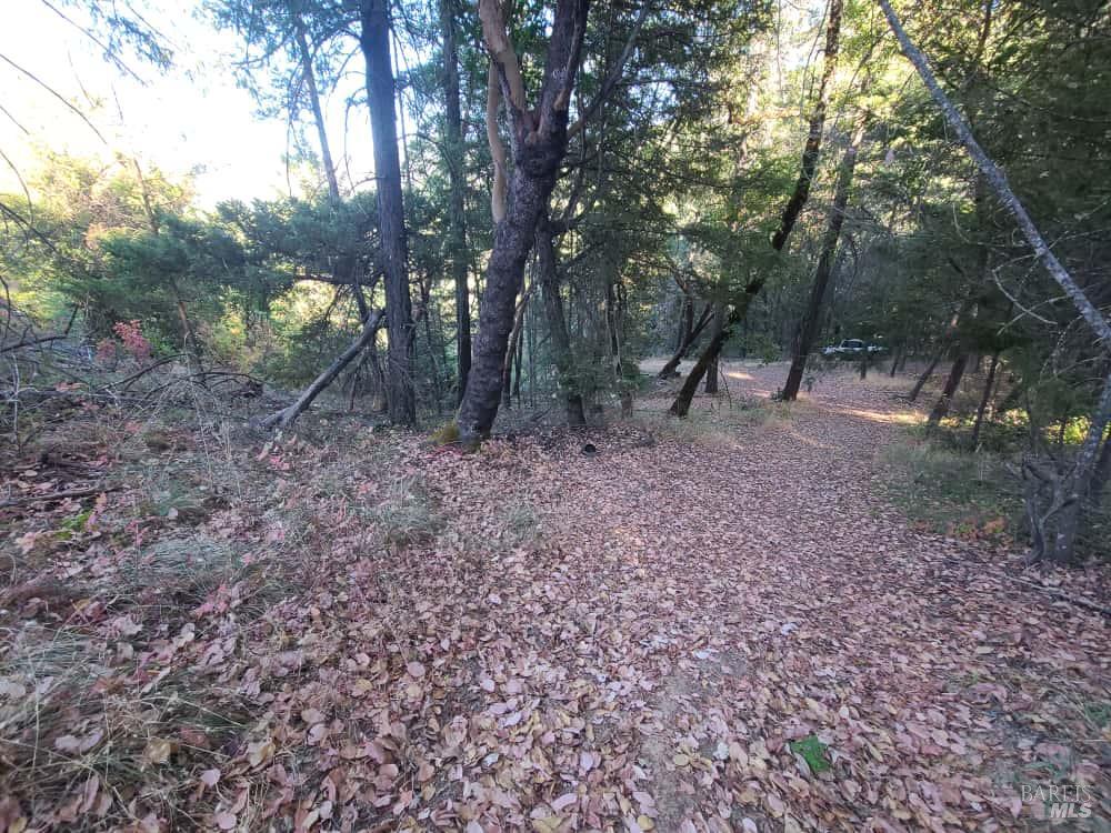 28990 Eel River Ranch Road Covelo, CA 95428 - Photo 25 of 31 a view of a forest with trees in the background