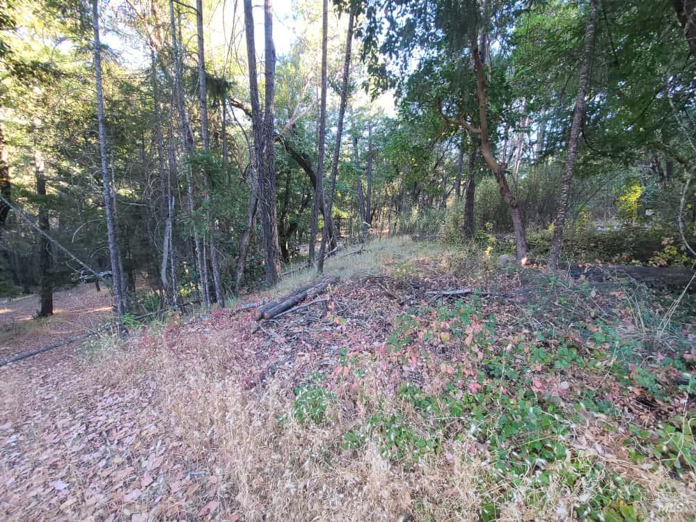 28990 Eel River Ranch Road Covelo, CA 95428 - Photo 26 of 31 a view of a forest that has large trees