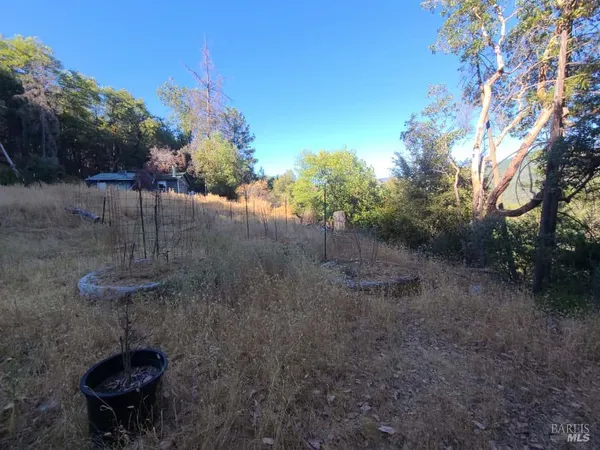 a view of outdoor space and tree