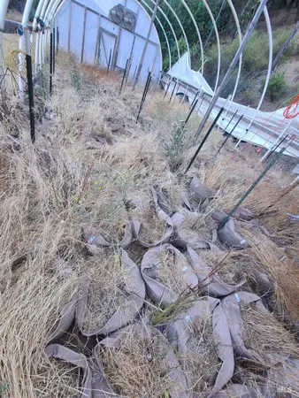 a view of a backyard with plants