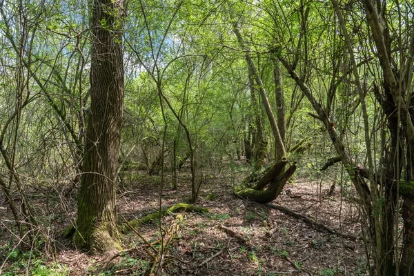 $99,000 | 144 Don Curt Boulevard, Ellisville, MS 39437