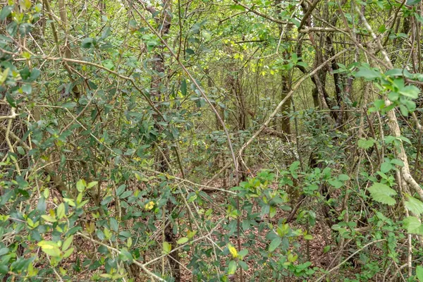 $99,000 | 144 Don Curt Boulevard, Ellisville, MS 39437