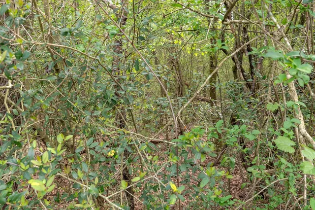 $99,000 | 144 Don Curt Boulevard, Ellisville, MS 39437