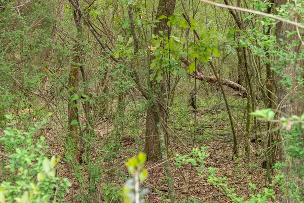 $99,000 | 144 Don Curt Boulevard, Ellisville, MS 39437