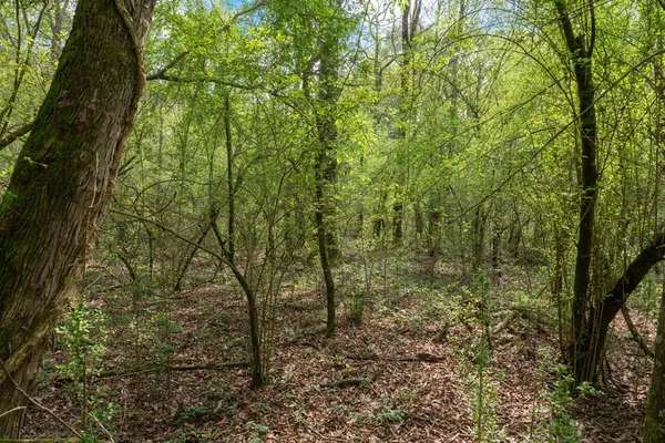 $99,000 | 144 Don Curt Boulevard, Ellisville, MS 39437