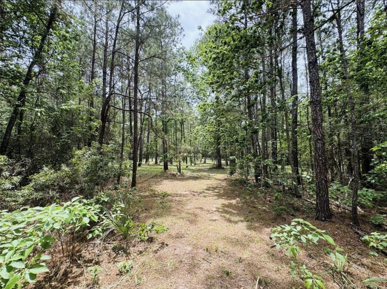 13-a-1-1 Texas Grand Road Huntsville, TX 77340 - Photo 3 of 6 a view of a forest with trees in the background