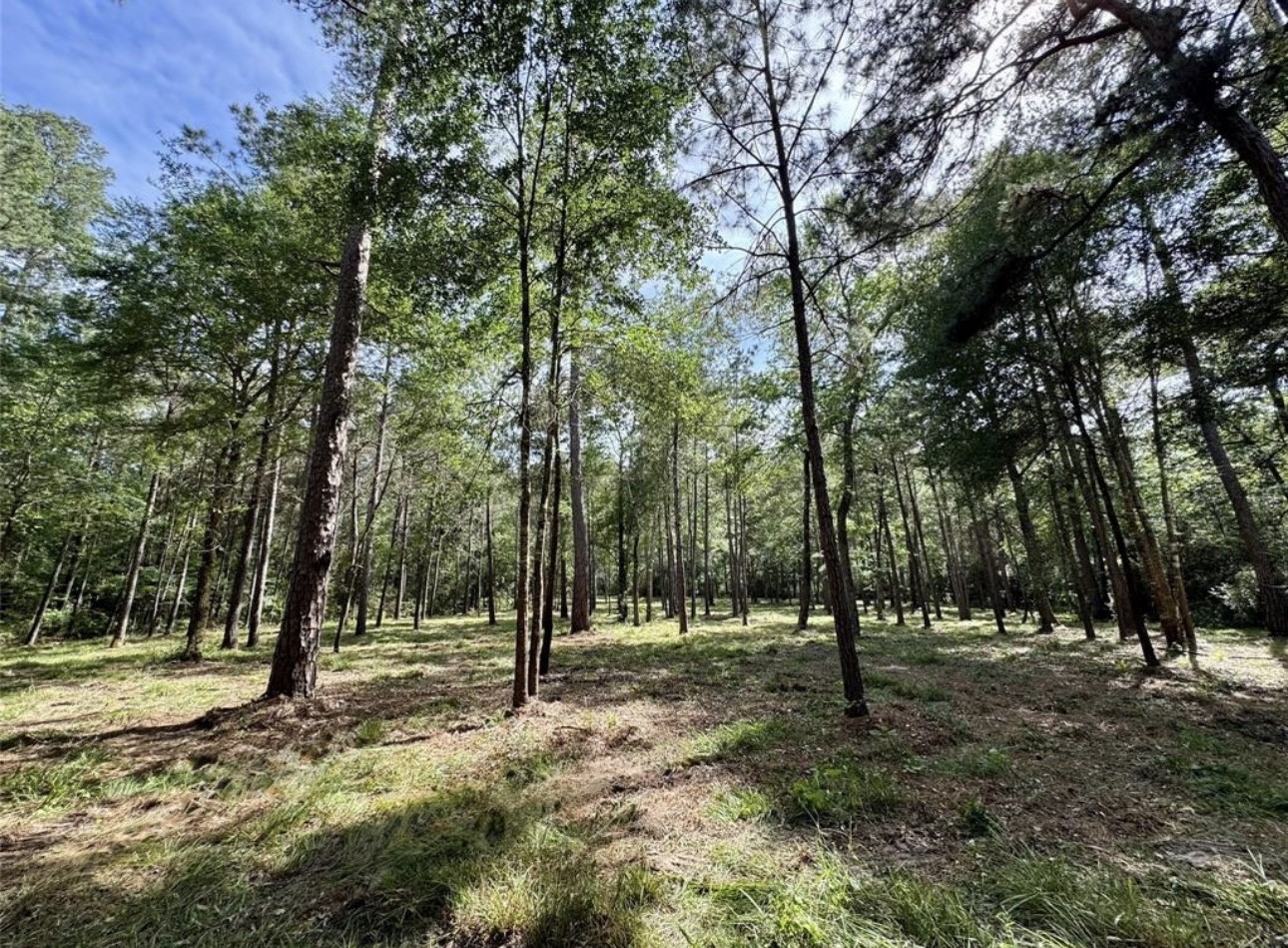 13-a-1-1 Texas Grand Road Huntsville, TX 77340 - Photo 4 of 6 a view of outdoor space with trees