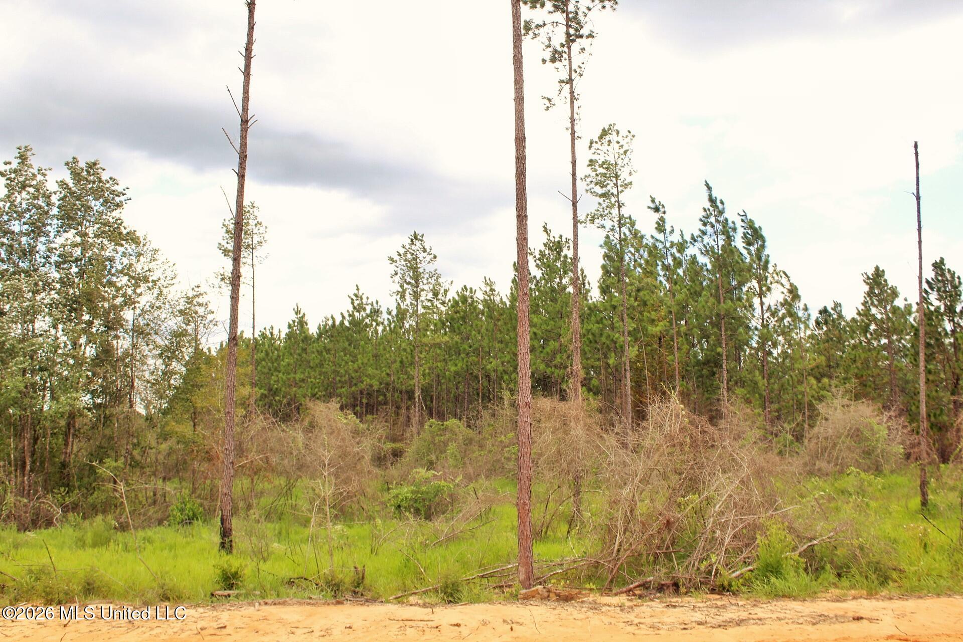8.83-ac 8.83-ac Little Cedar Road Lucedale, MS 39452 - Photo 5 of 12 IMG_4133