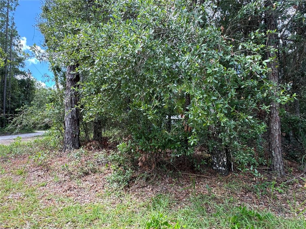 Northwest 58th Place Chiefland, FL 32626 - Photo 6 of 11 a view of a forest that has large trees