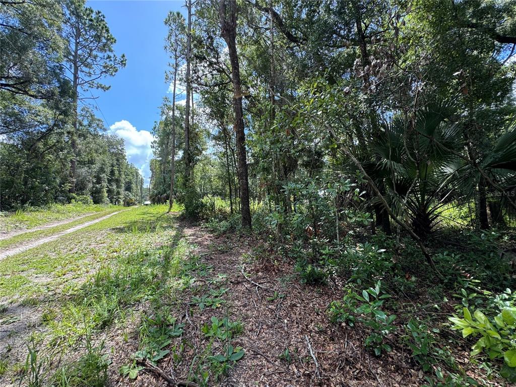 Northwest 58th Place Chiefland, FL 32626 - Photo 8 of 11 a view of a green field with lots of bushes