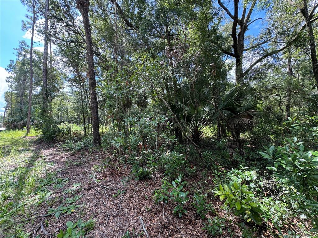 Northwest 58th Place Chiefland, FL 32626 - Photo 9 of 11 a view of a forest that has a tree