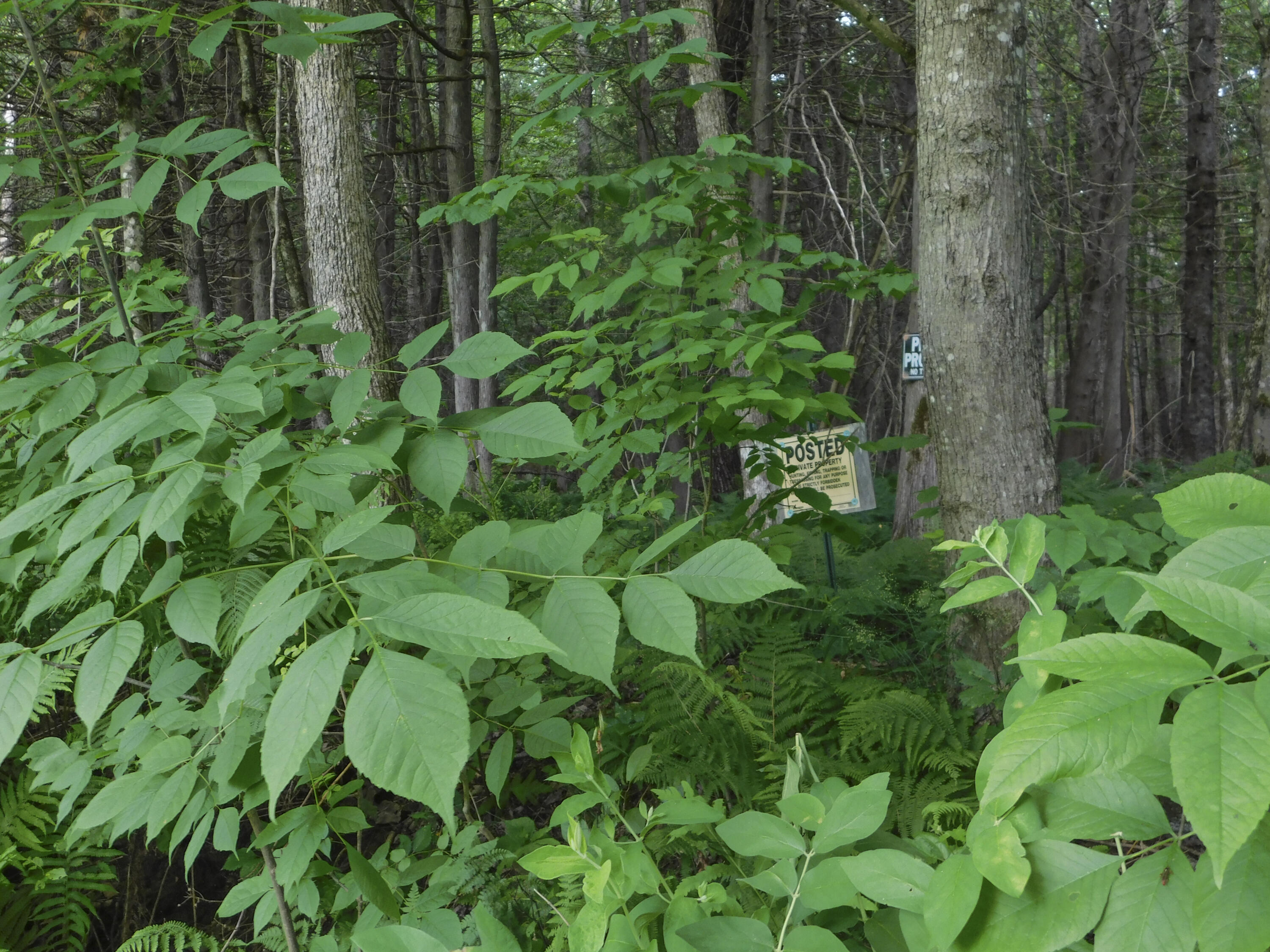 170 Main Street Sangerville, ME 04479 - Photo 94 of 97 27