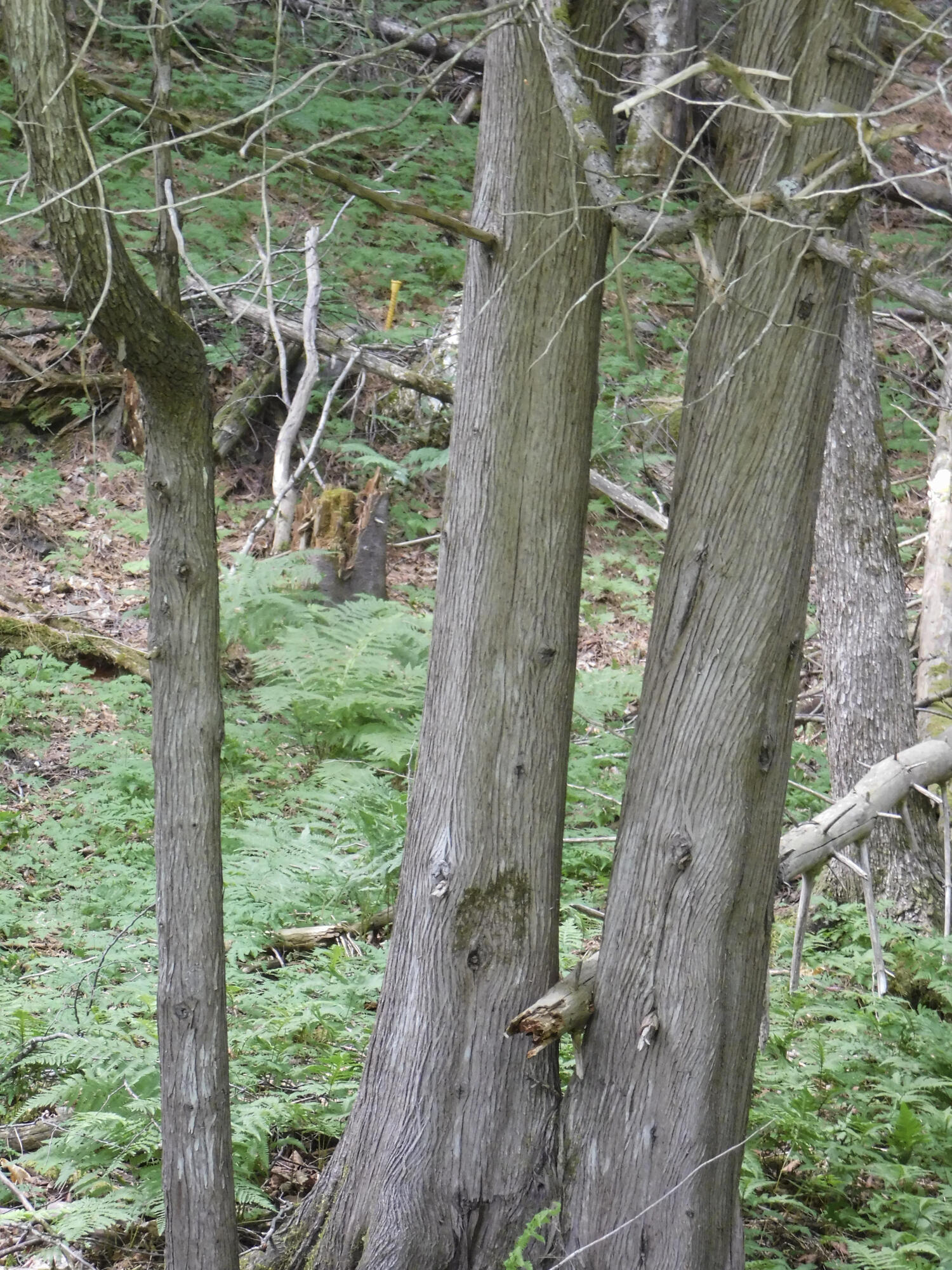 170 Main Street Sangerville, ME 04479 - Photo 97 of 97 31