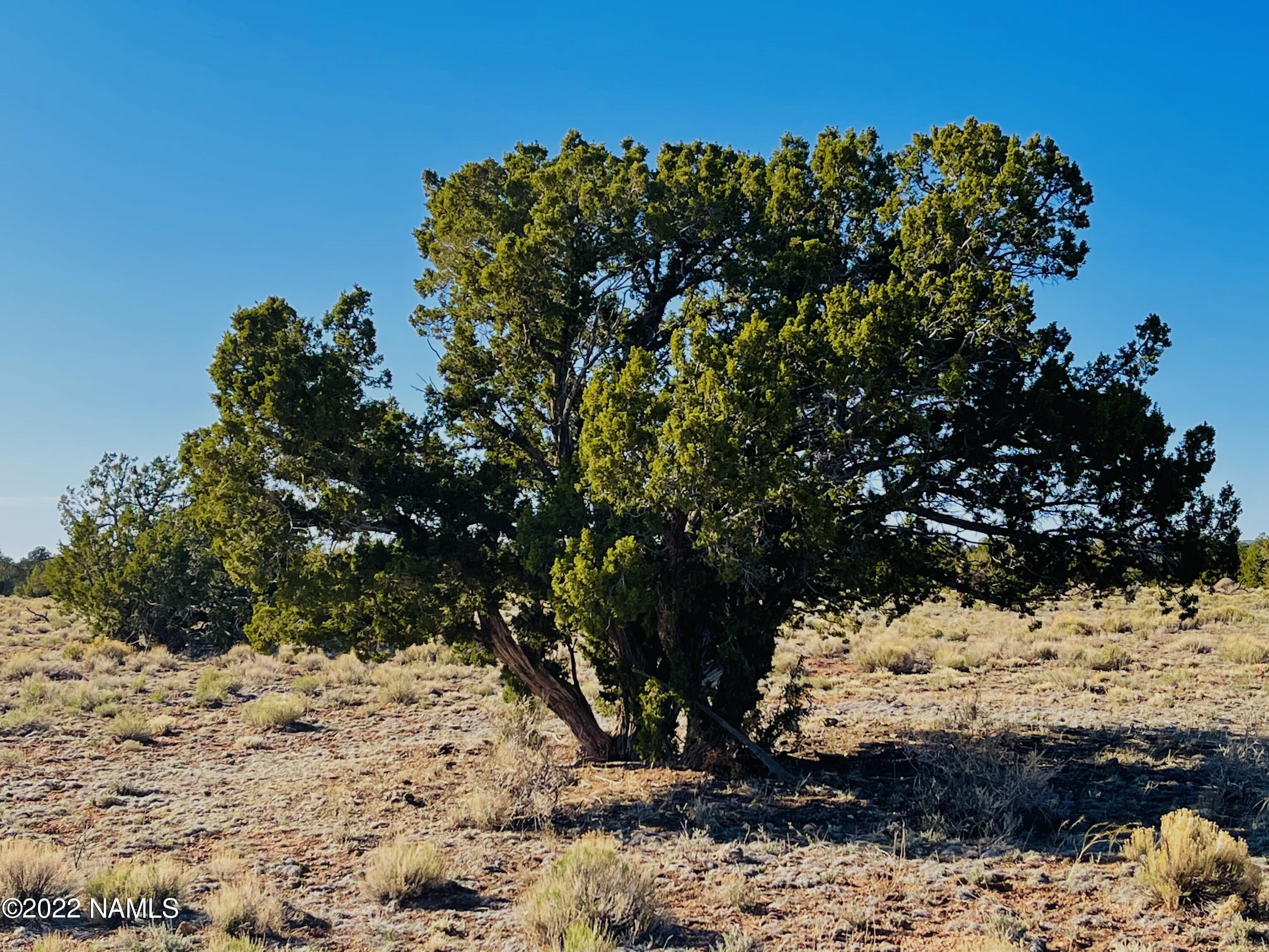 4117 Red Butte Road Williams, AZ 86046 - Photo 2 of 8 4117 Red Butte Rd Photo 6