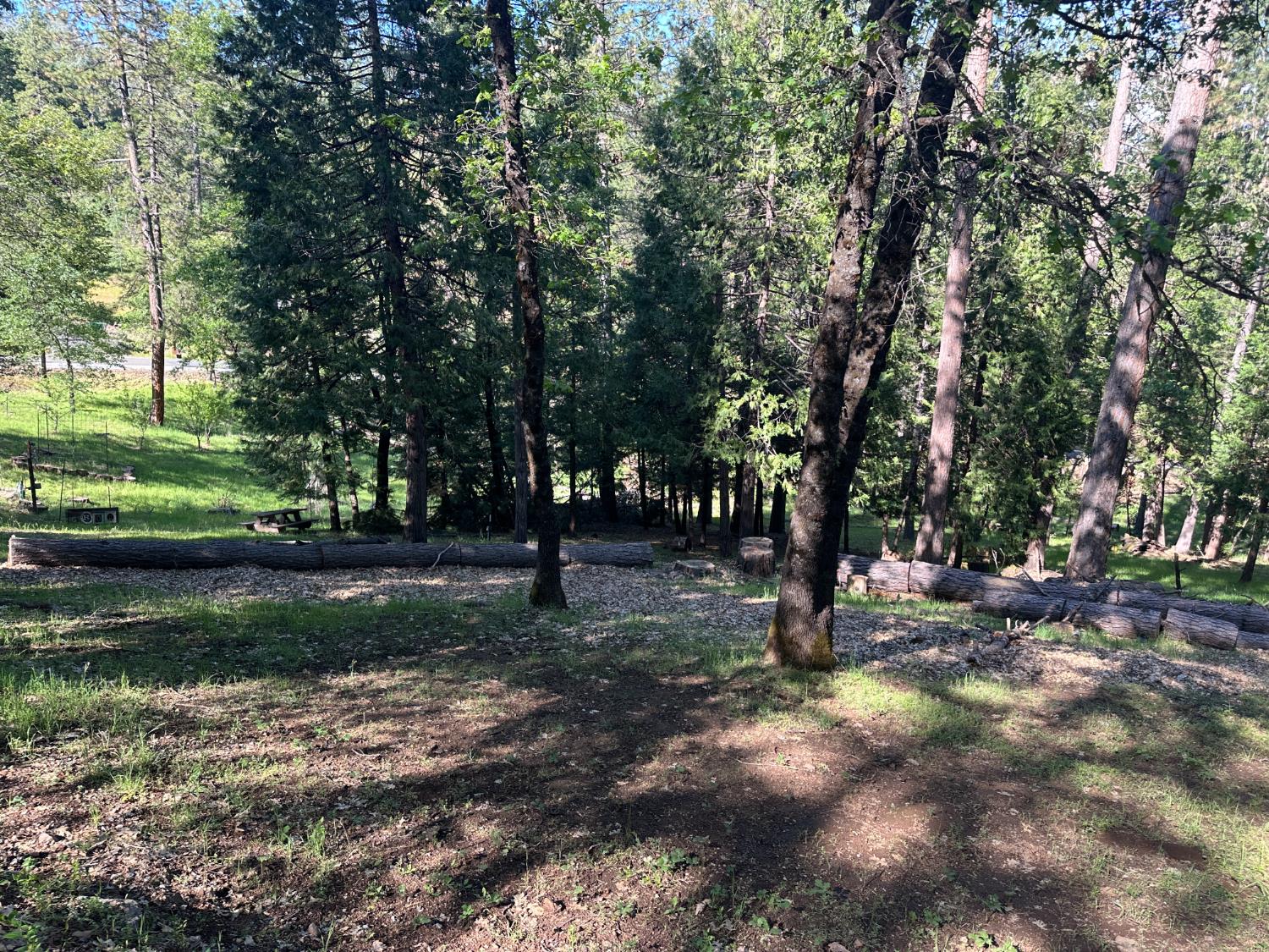 5570 5 Spot Road Placerville, CA 95667 - Photo 14 of 38 a view of a tree in a yard