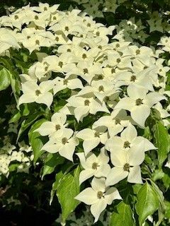 95 Mail Road Exeter, RI 02822 - Photo 32 of 33 Blooms in season in front of the house to the right.