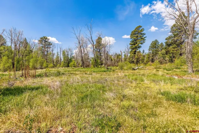a view of outdoor space with trees all around