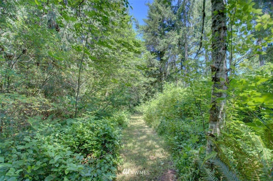 21741 Michigan Hill Road Southwest Rochester, WA 98579 - Photo 25 of 27 a view of a lush green forest