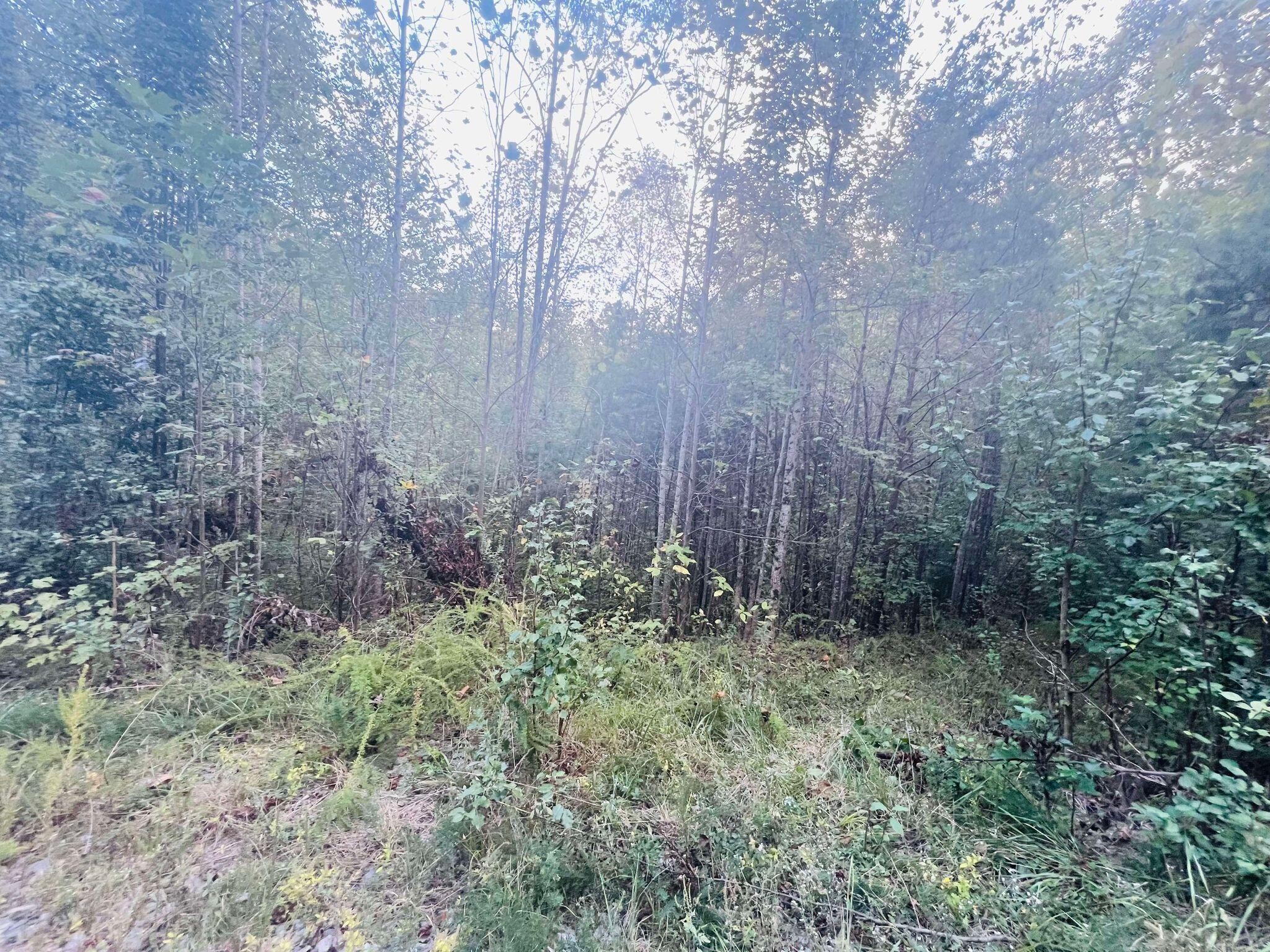 0 Blue Sewanee Road Dunlap, TN 37327 - Photo 12 of 13 Gallery Image 12