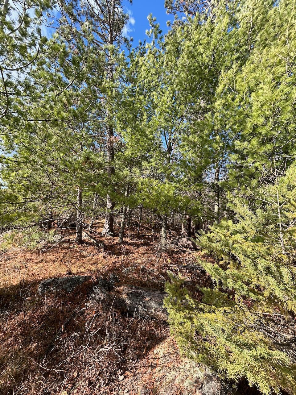 Tbd Wilderness Way Road Orr, MN 55771 - Photo 6 of 22