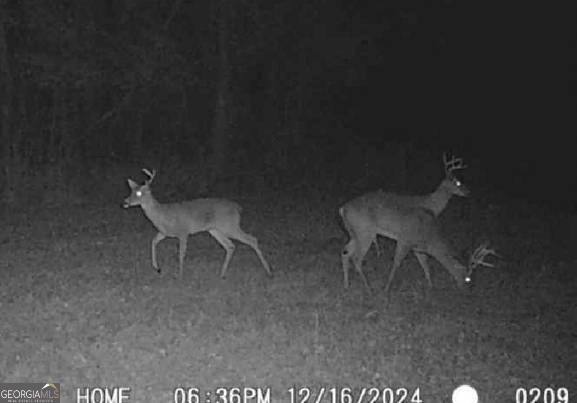 596 Arnett School Road Sylvania, GA 30467 - Photo 19 of 35