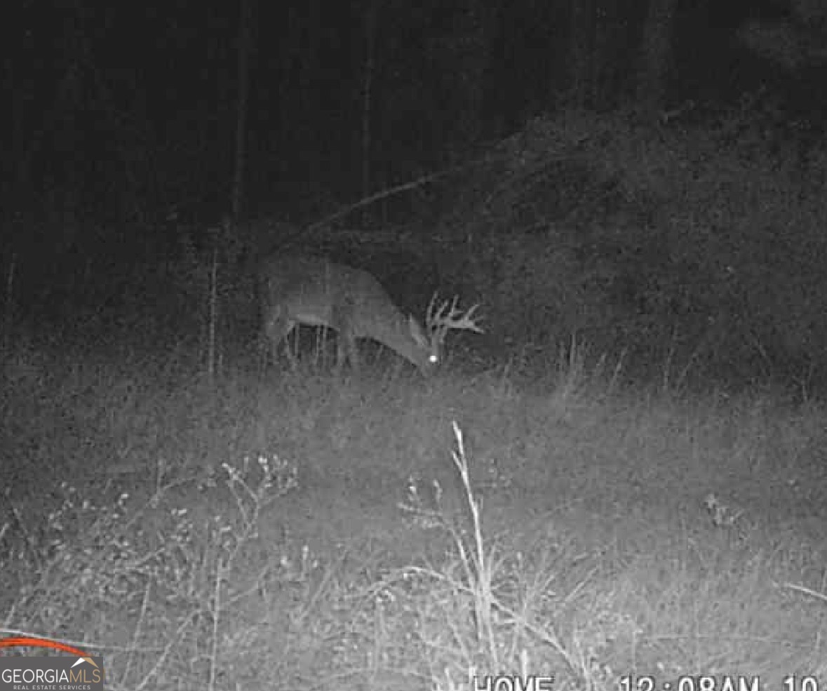 596 Arnett School Road Sylvania, GA 30467 - Photo 20 of 35