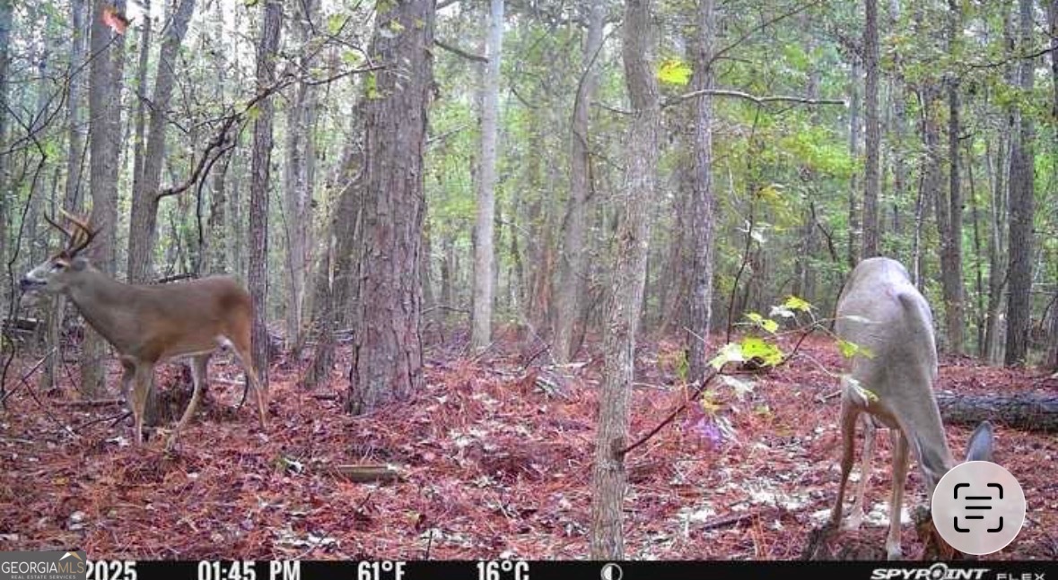 596 Arnett School Road Sylvania, GA 30467 - Photo 26 of 35