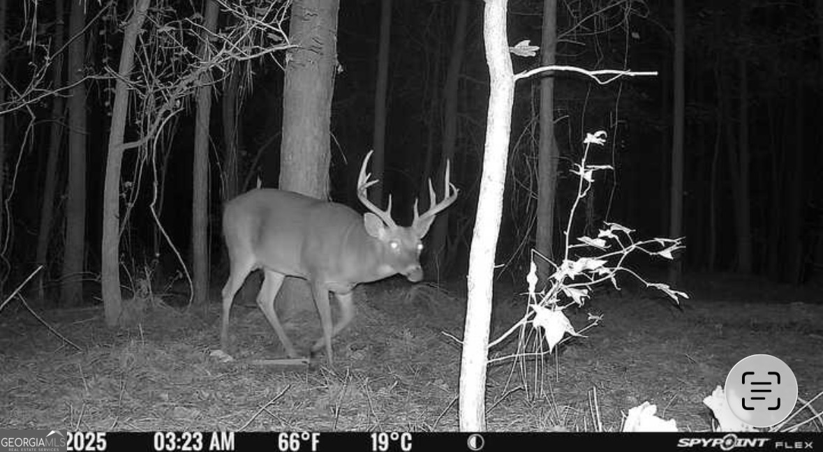 596 Arnett School Road Sylvania, GA 30467 - Photo 27 of 35