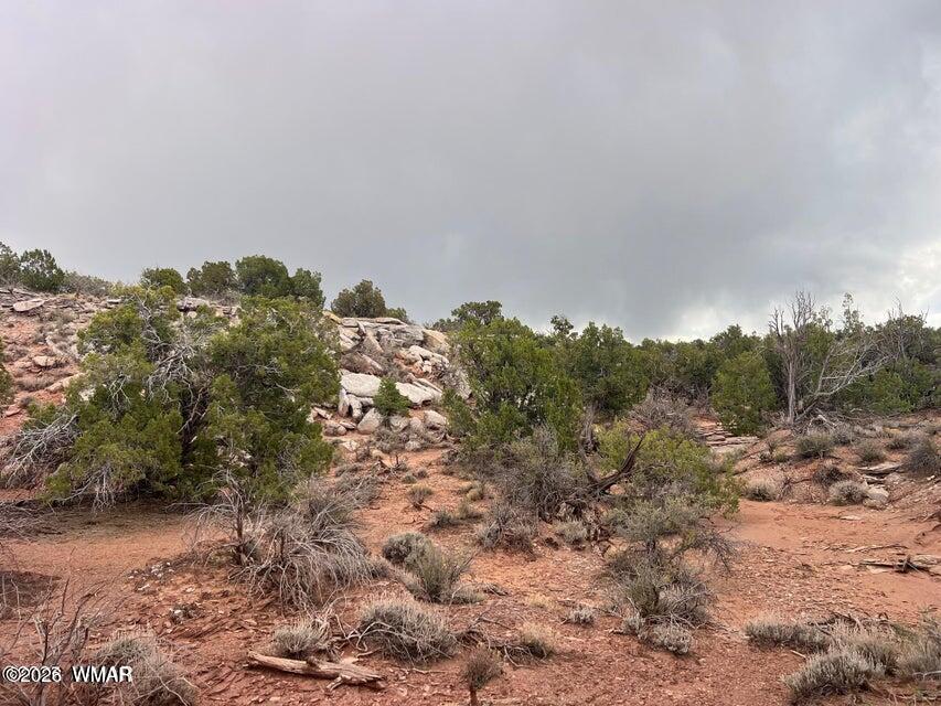 9133 Ridge View Lane Snowflake, AZ 85937 - Photo 6 of 10 a view of a yard with a tree