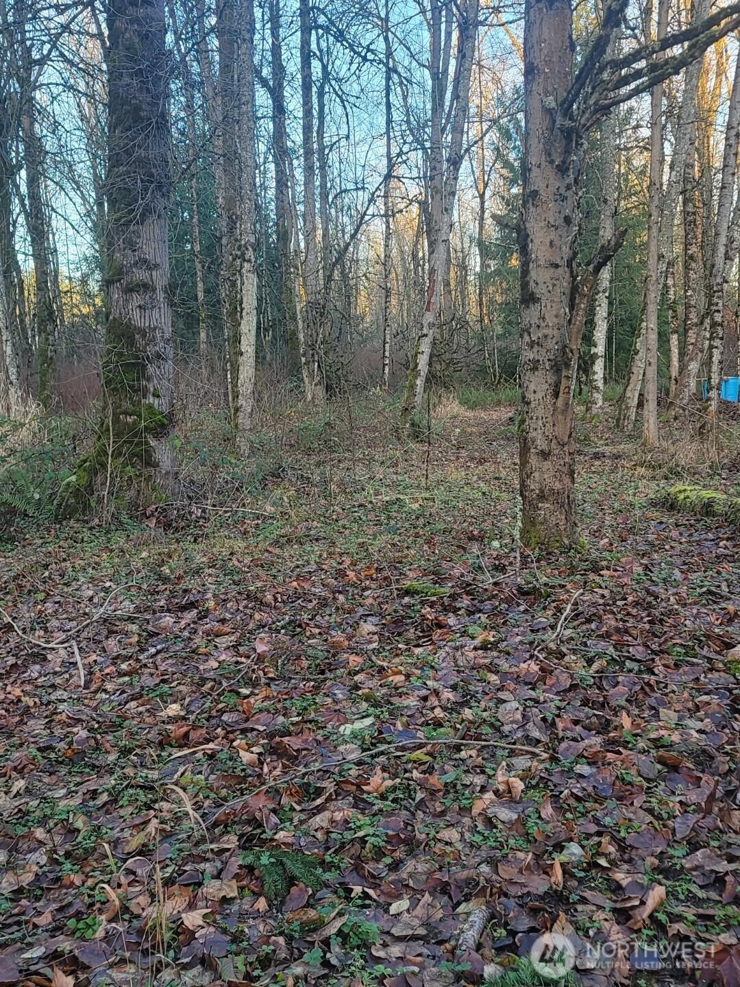 a view of a forest with trees in the background