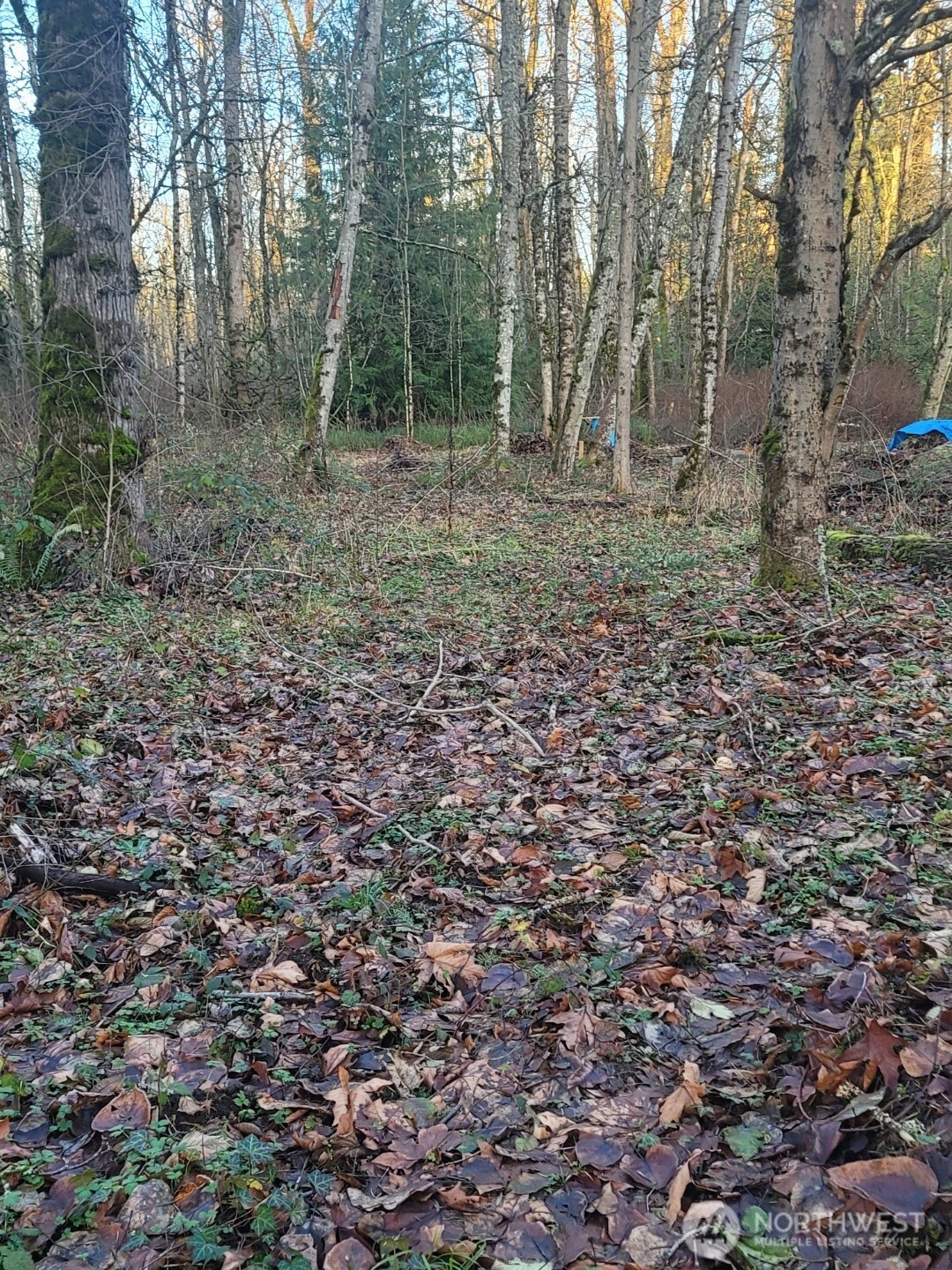 35750 Military Road South Auburn, WA 98001 - Photo 3 of 10 a view of a forest with trees in the background
