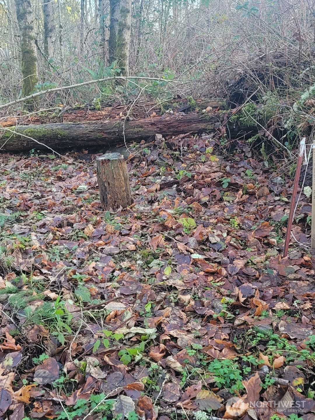 35750 Military Road South Auburn, WA 98001 - Photo 4 of 10 a view of a fire pit with large trees