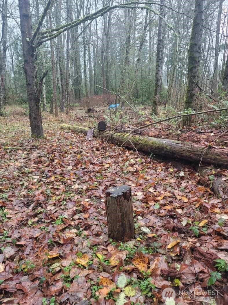 35750 Military Road South Auburn, WA 98001 - Photo 6 of 10 a fire hydrant in the middle of a forest