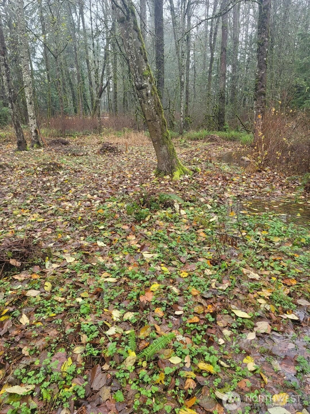 35750 Military Road South Auburn, WA 98001 - Photo 7 of 10 a view of a yard with a tree